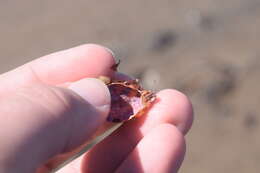 Image of Arctic lyre crab