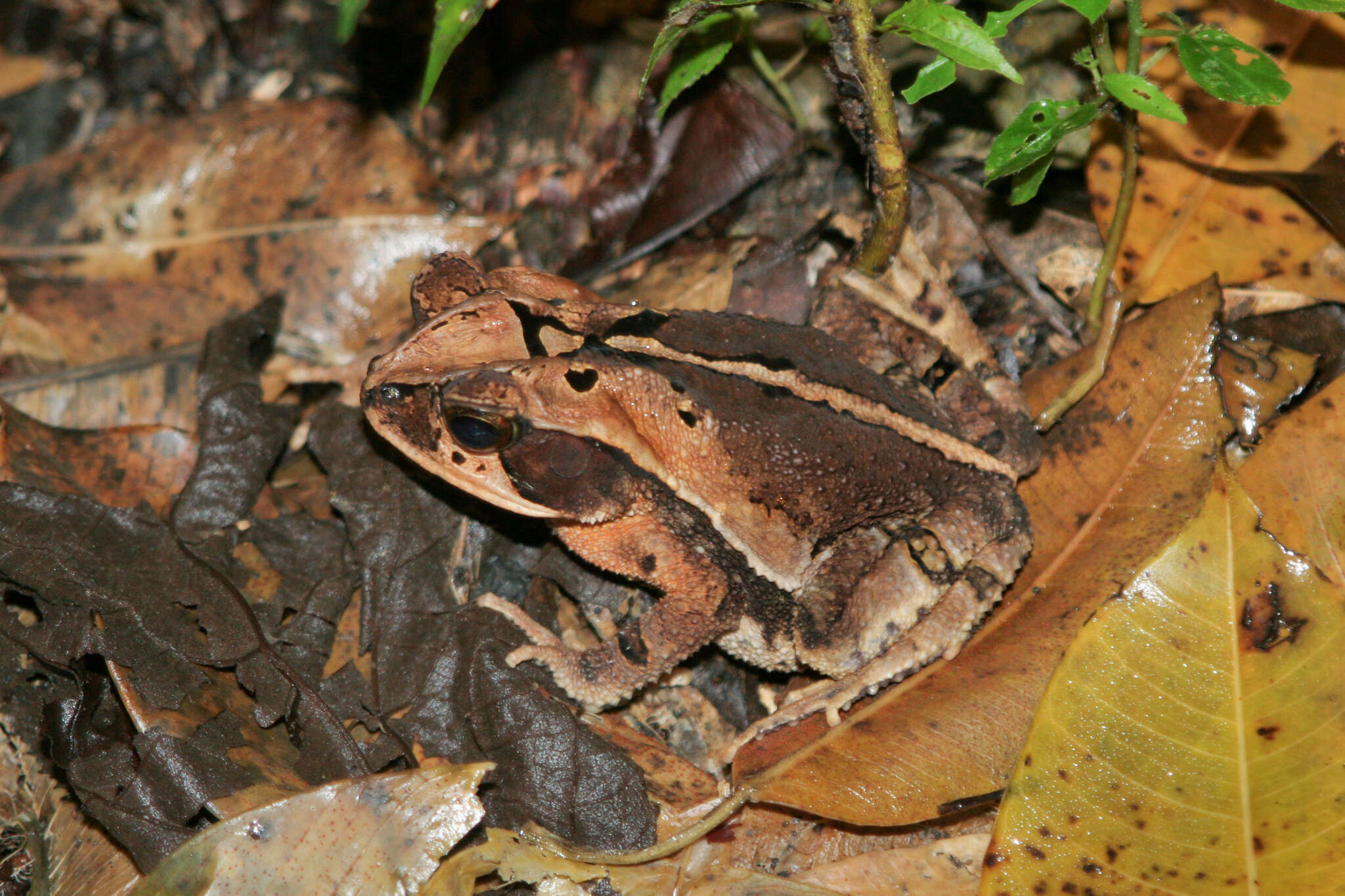 Image of Incilius cavifrons (Firschein 1950)