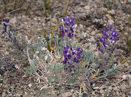 Image of Mono Lake lupine