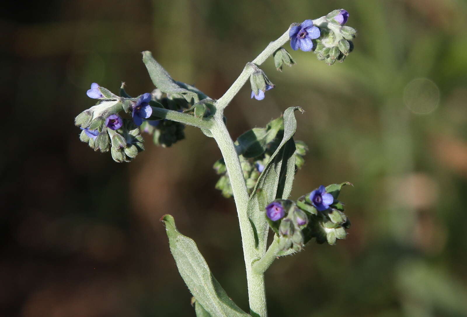 Plancia ëd Boraginaceae