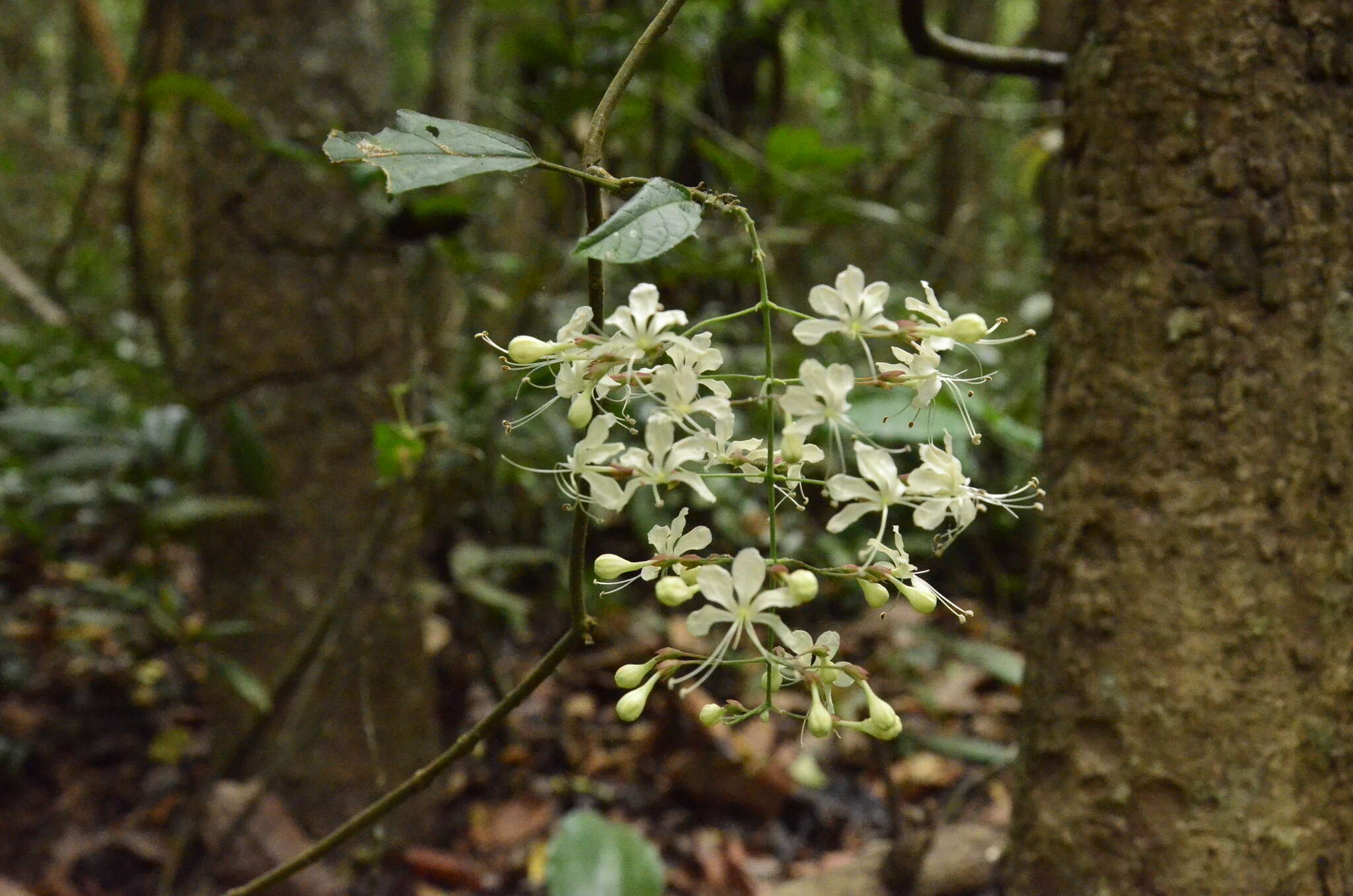 Image of Clerodendrum schmidtii C. B. Clarke