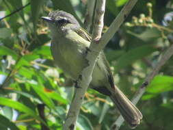 Image of Gray-crowned Flycatcher