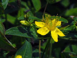 Image of Blue Ridge St. John's-Wort