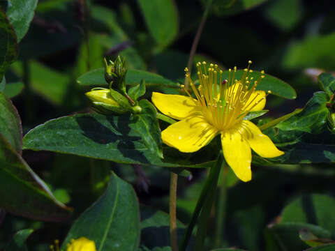 Sivun Hypericum mitchellianum Rydb. kuva