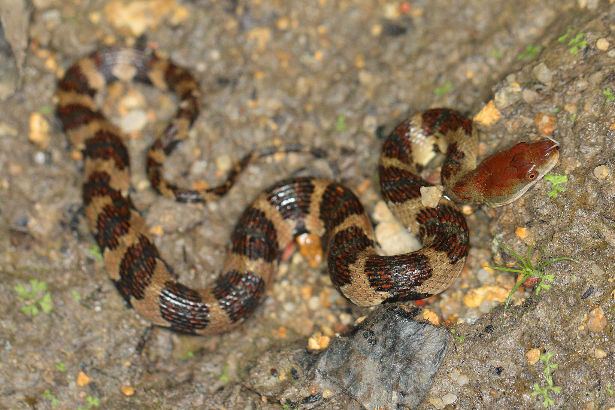 Image of <i>Trimerodytes aequifasciatus</i>