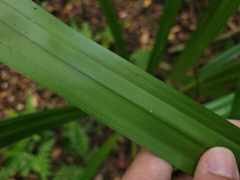 Becquerelia muricata (Boeckeler) Nees的圖片