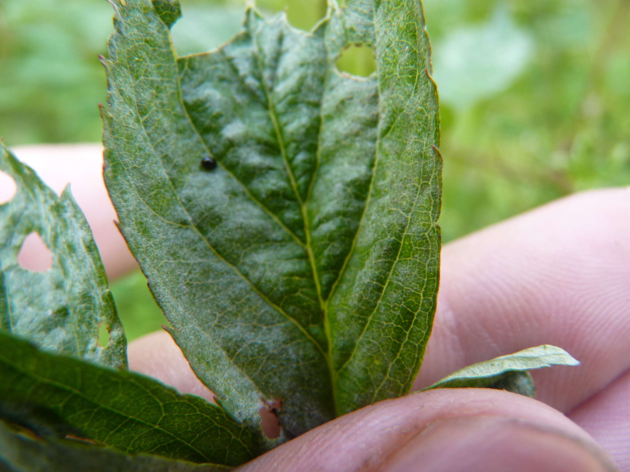 Image of Powdery mildew