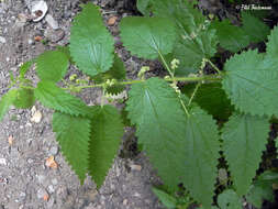 Sivun Urtica magellanica A. Jussieu ex Poir. kuva