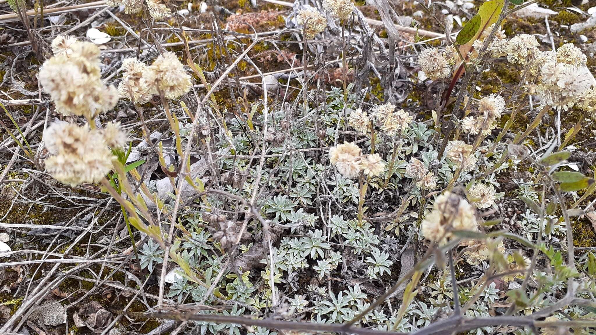 Imagem de Antennaria parvifolia Nutt.