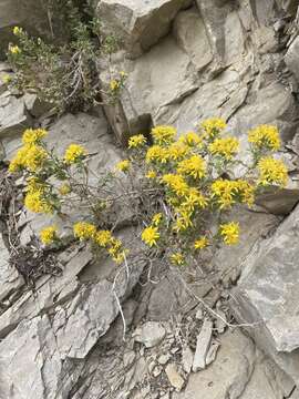 Imagem de Ericameria obovata (Rydb.) G. L. Nesom