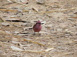 Image of Pink-browed Rosefinch