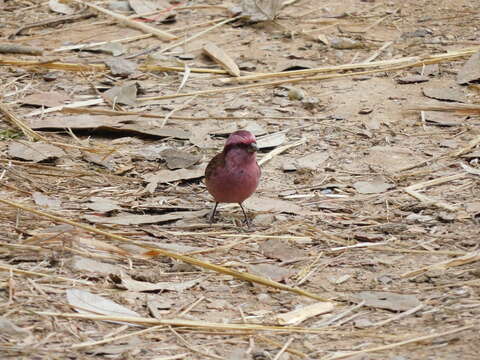 Image of Pink-browed Rosefinch