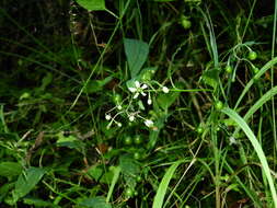 صورة Solanum pittosporifolium Hemsl.