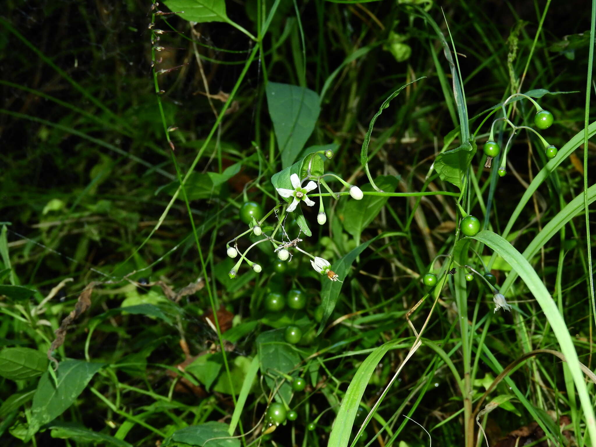 Слика од Solanum pittosporifolium Hemsl.