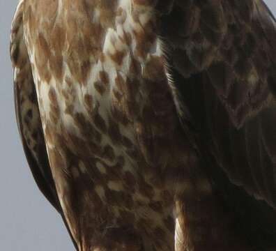 Image of Buteo buteo vulpinus (Gloger 1833)