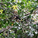 Image of Black Squirrel Monkey