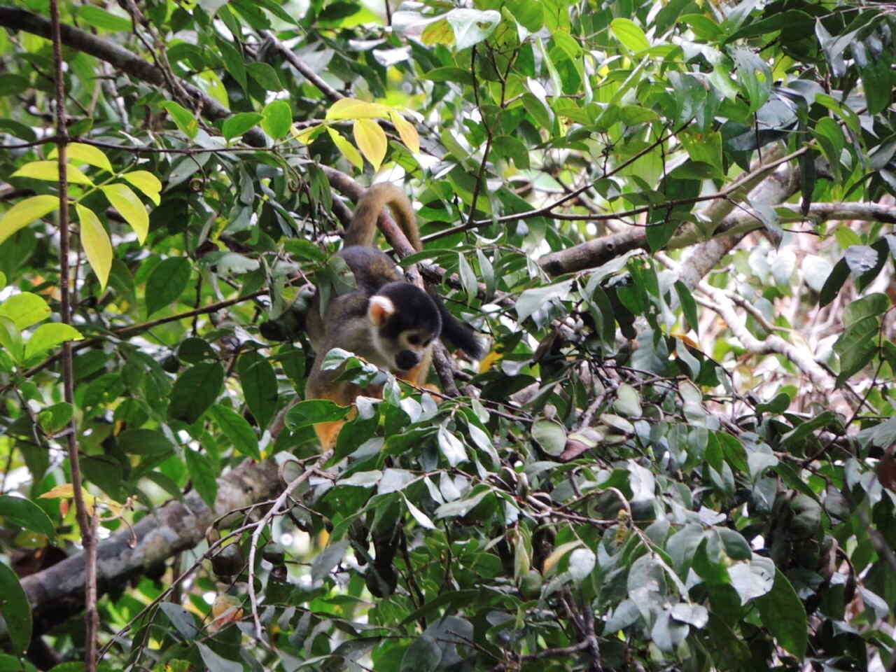 Image of Black Squirrel Monkey