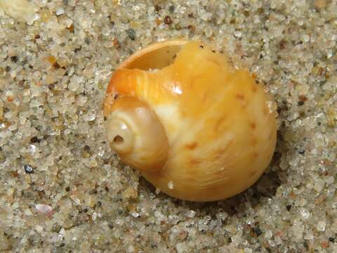 Image of Alder's necklace shell