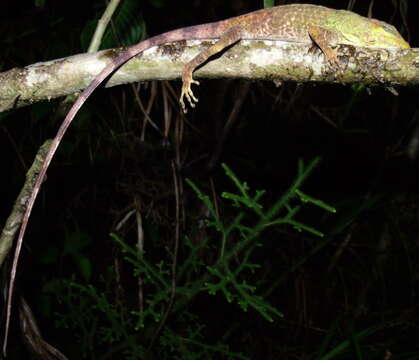 Image of Anolis kunayalae Hulebak, Poe, Ibáñez & Williams 2007