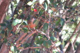 صورة Cantorchilus leucotis (Lafresnaye 1845)