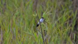 Sporophila leucoptera bicolor (d'Orbigny & Lafresnaye 1837) resmi