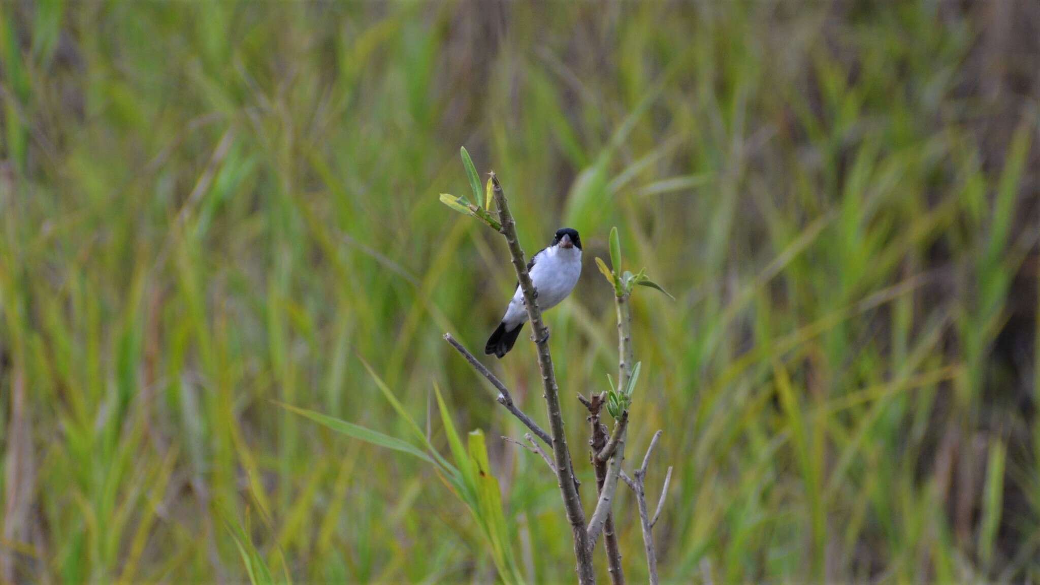 Sporophila leucoptera bicolor (d'Orbigny & Lafresnaye 1837) resmi