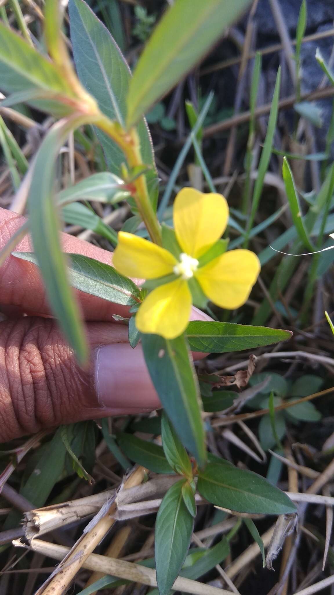 Imagem de Ludwigia perennis L.