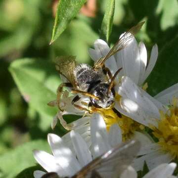 Image of Halictus ligatus Say 1837