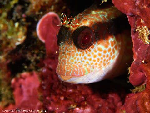 Image of Ringneck Blenny