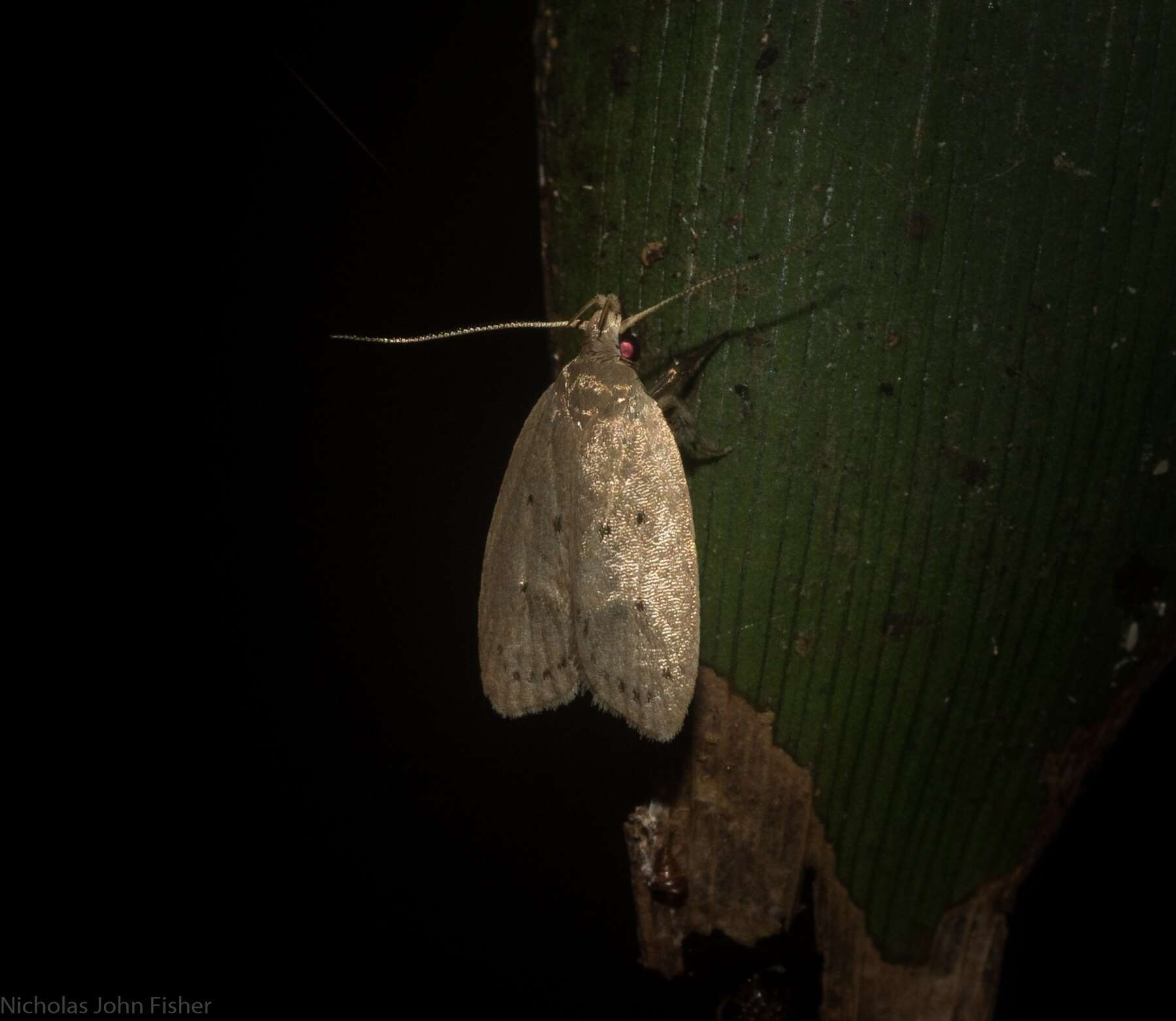 Image of Eulechria convictella Walker 1864