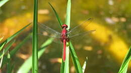 Sivun Erythrodiplax castanea (Burmeister 1839) kuva