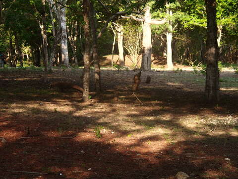 Image of Komodo Dragon