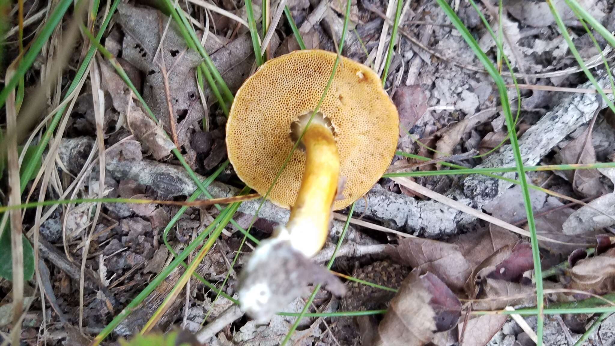 Pulveroboletus curtisii (Berk.) Singer 1947的图像