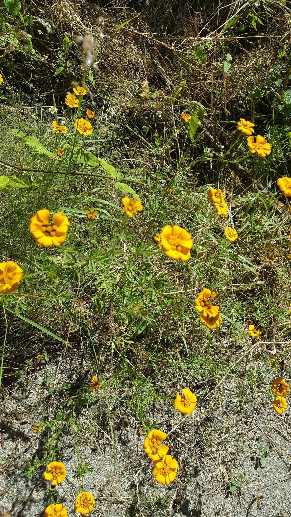 Image of Dyssodia decipiens (Bartl.) M. C. Johnston