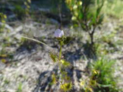 Drosera gunniana的圖片