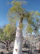 Image of Bottle Tree