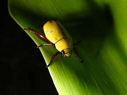 Imagem de Macropoides crassipes (Horn 1866)