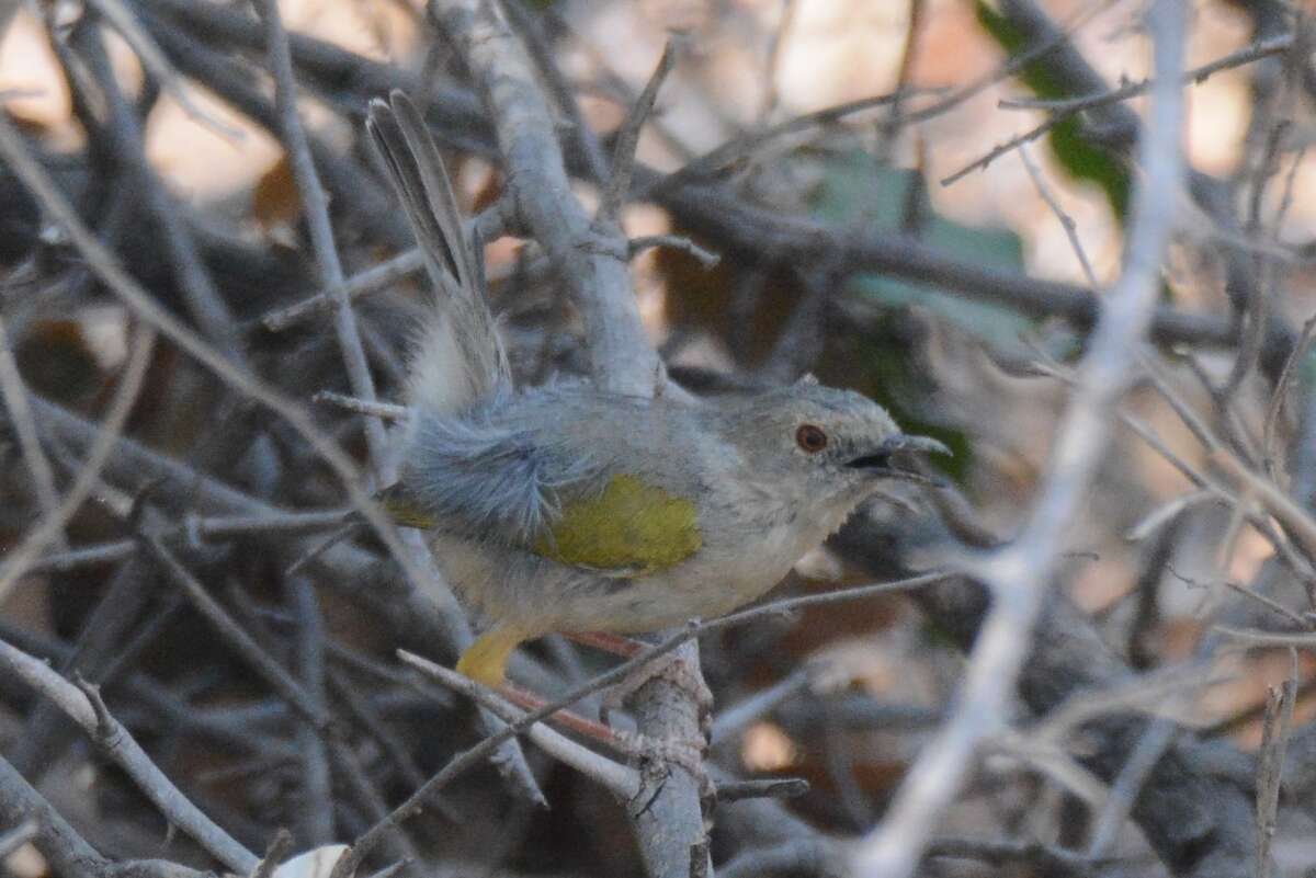 Image of Camaroptera Sundevall 1850