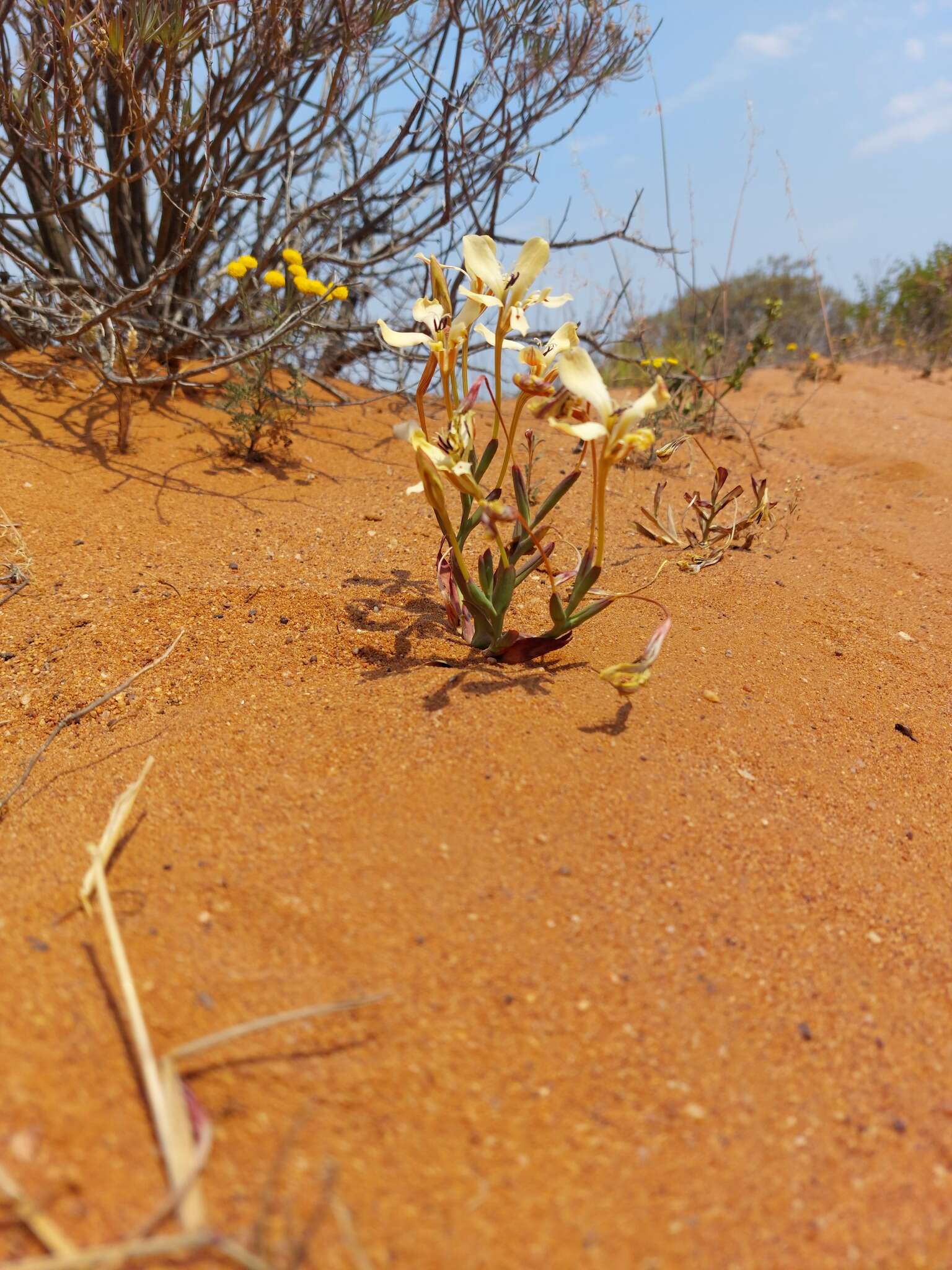 Image of Lapeirousia fabricii subsp. fabricii