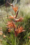 Image of Platycaulos major (Mast.) H. P. Linder