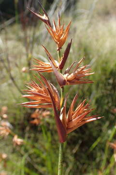 Image de Platycaulos major (Mast.) H. P. Linder