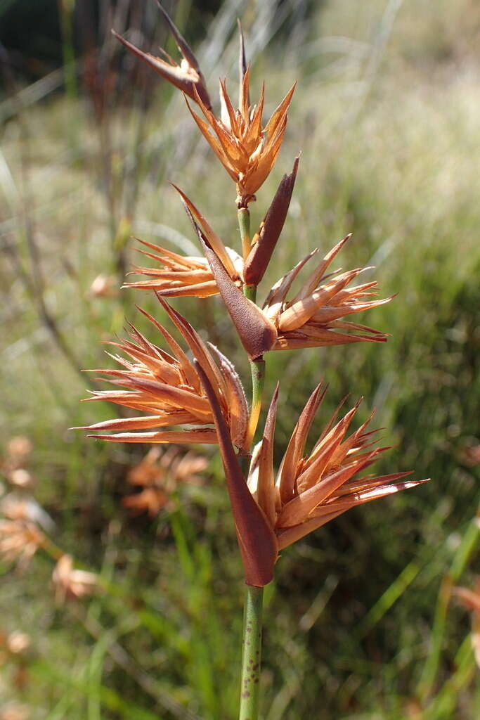 Image of Platycaulos major (Mast.) H. P. Linder