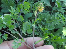 Image of smallflower fumewort