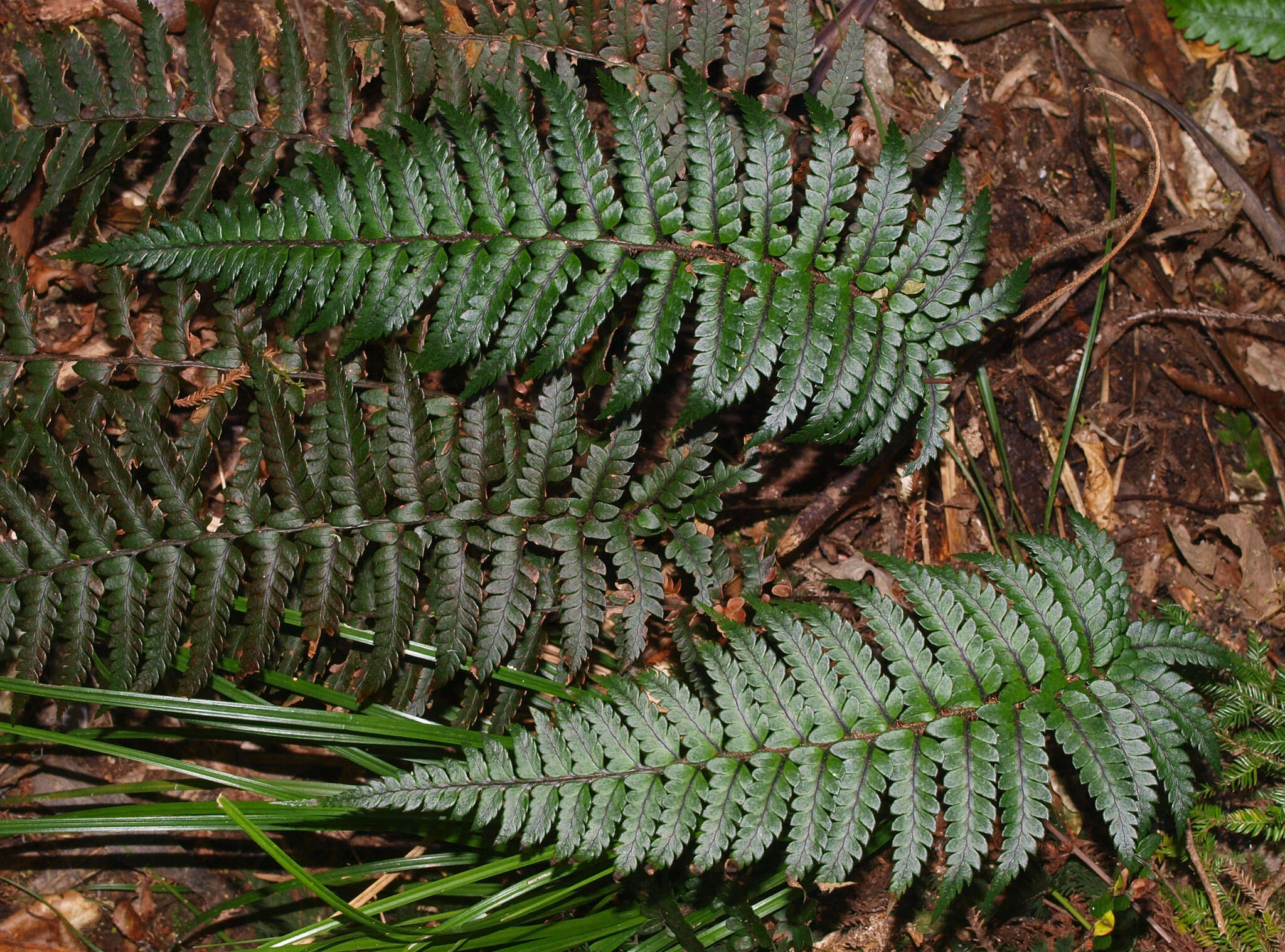 Image de Polystichum wawranum (Szyszyl.) Perrie