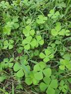 Imagem de Marsilea crenata C. Presl