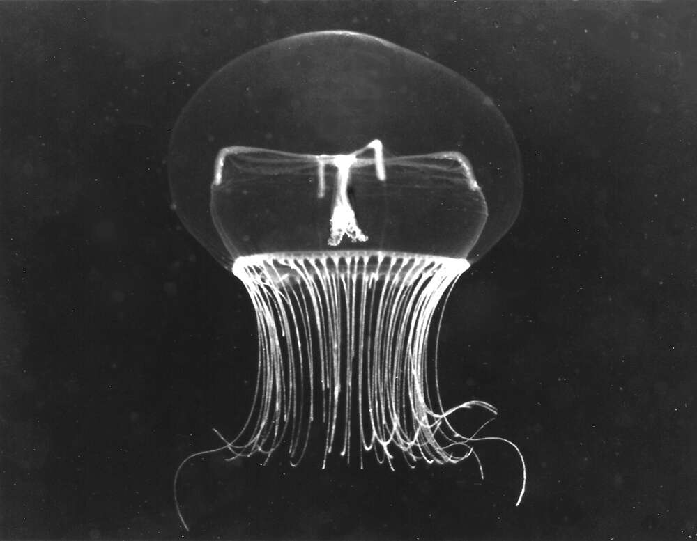 Image of Black sea jellyfish
