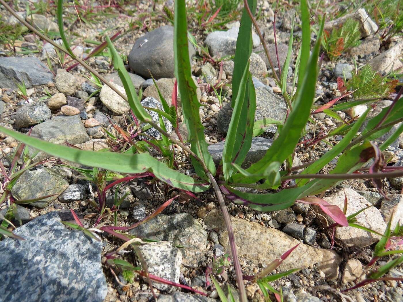 Image of Ixeris chinensis subsp. versicolor (Fisch. ex Link) Kitam.