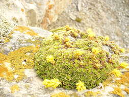 Image of Saxifraga scleropoda Somm. & Levier.