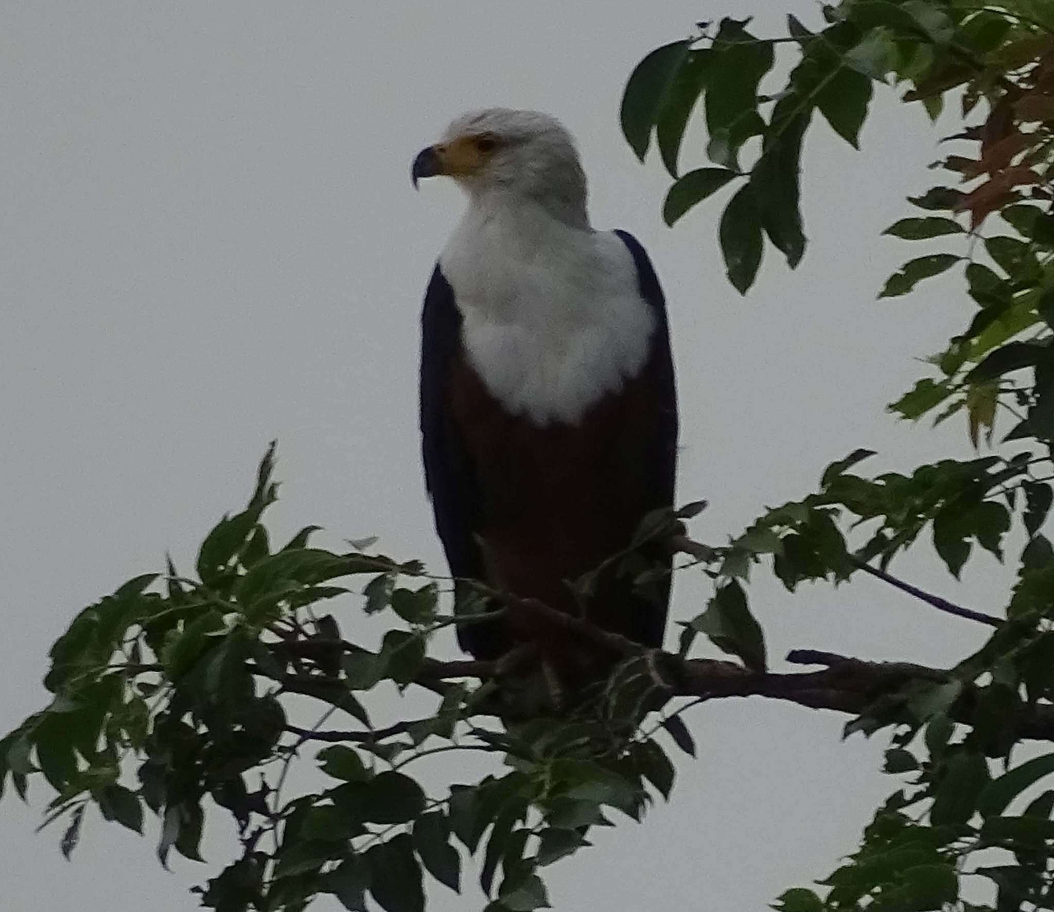 Image of African Fish Eagle