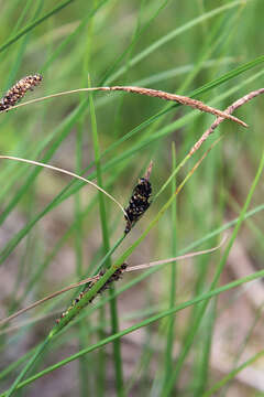 Plancia ëd Anthracoidea heterospora (B. Lindeb.) Kukkonen 1963